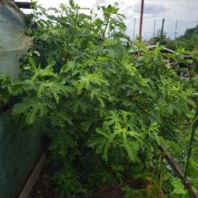 Feigenbaum 2026-07-01 11.31.